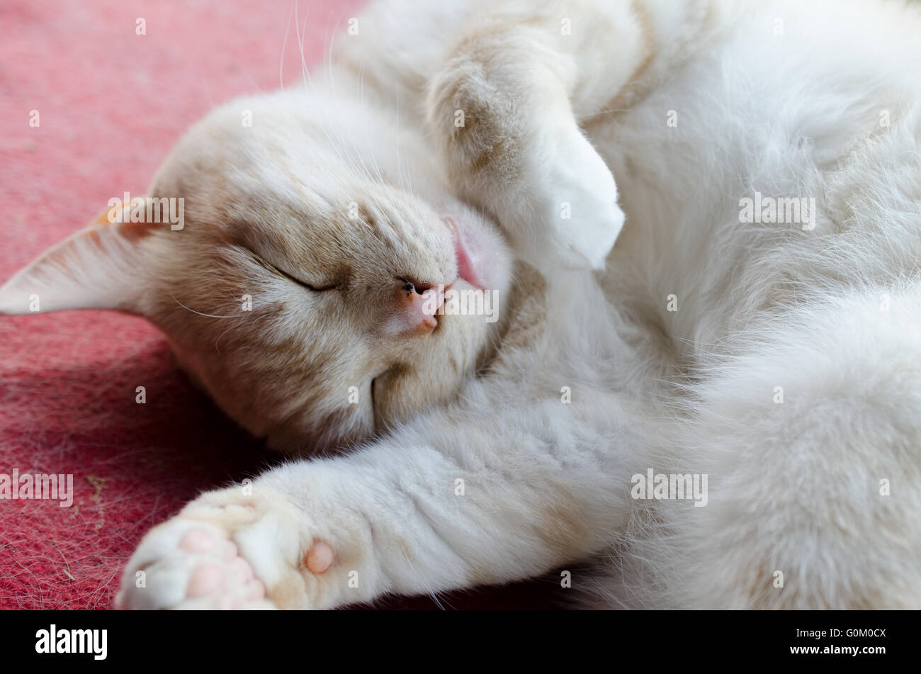 Beige & white, sleepy, happy, old cat Stock Photo