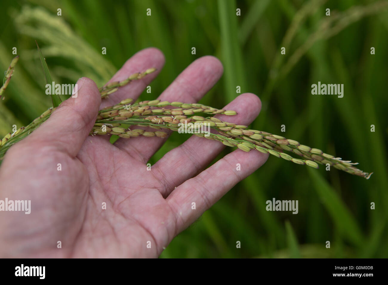 Rice growing in the Banaue Rice Terraces having reached the flowering stage. Stock Photo