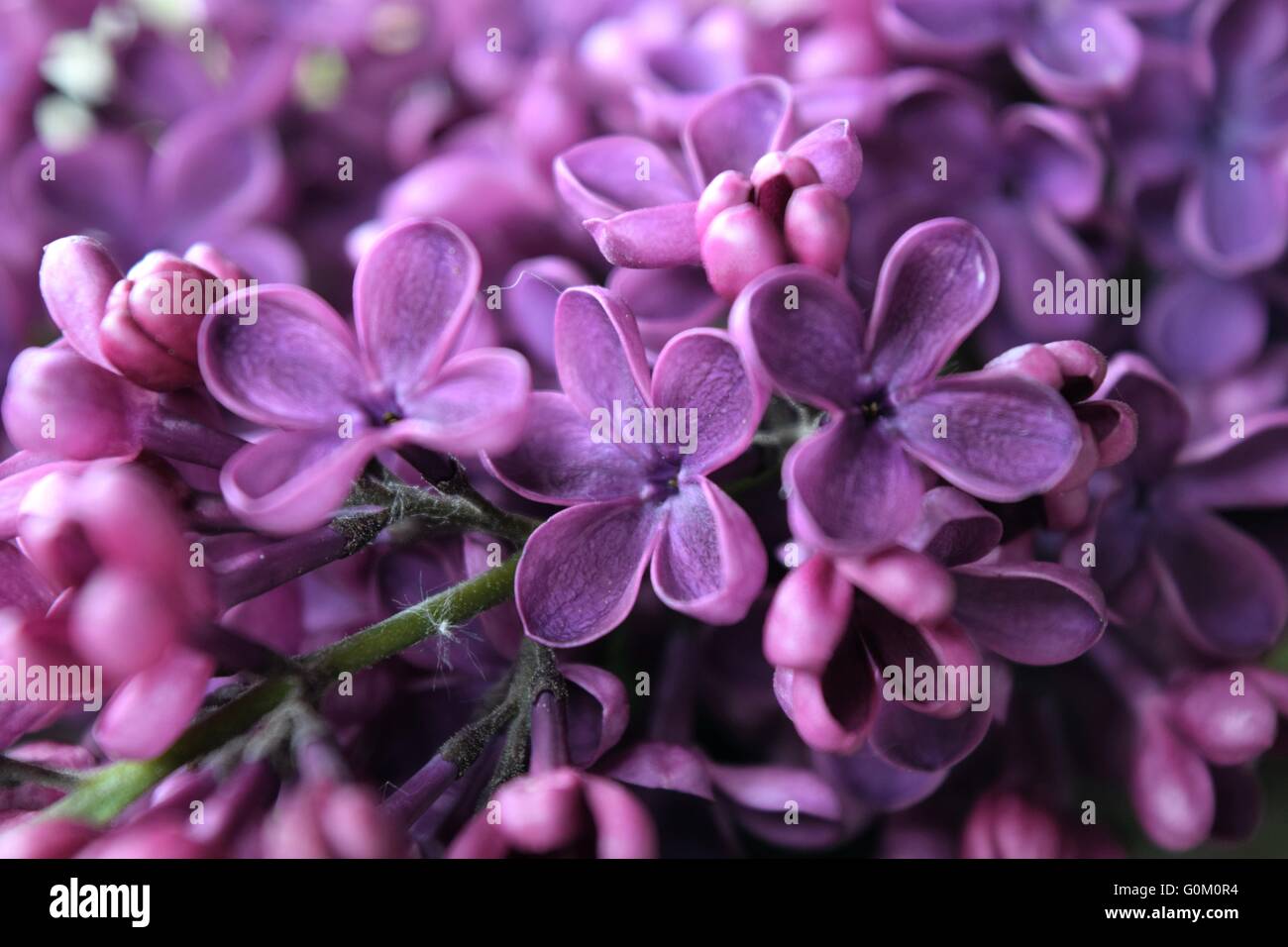 Japanese lilac tree hi-res stock photography and images - Alamy