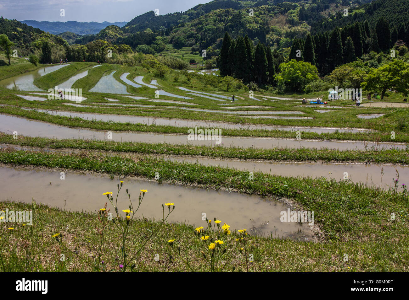 The Rice Paddies Of The Oyama Senmaida Rice Terraces Undulating Up The Mountainside Are The Very Image Of Japan Stock Photo Alamy