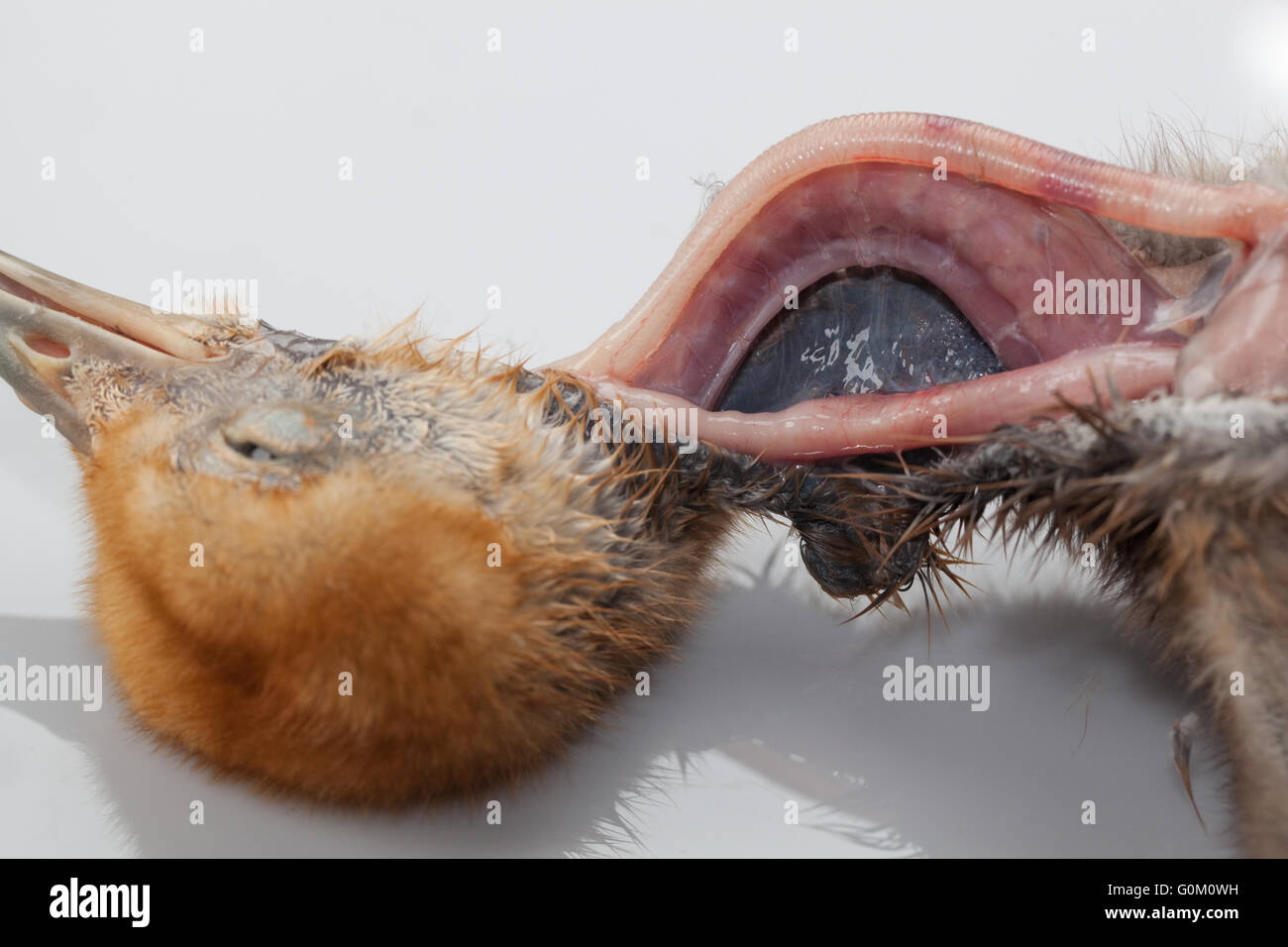 Blue Crane Anthropoides paradisea Post Mortem of nine days old chick. Neck, opened to reveal trachea, oesophagus, worm parasites Stock Photo