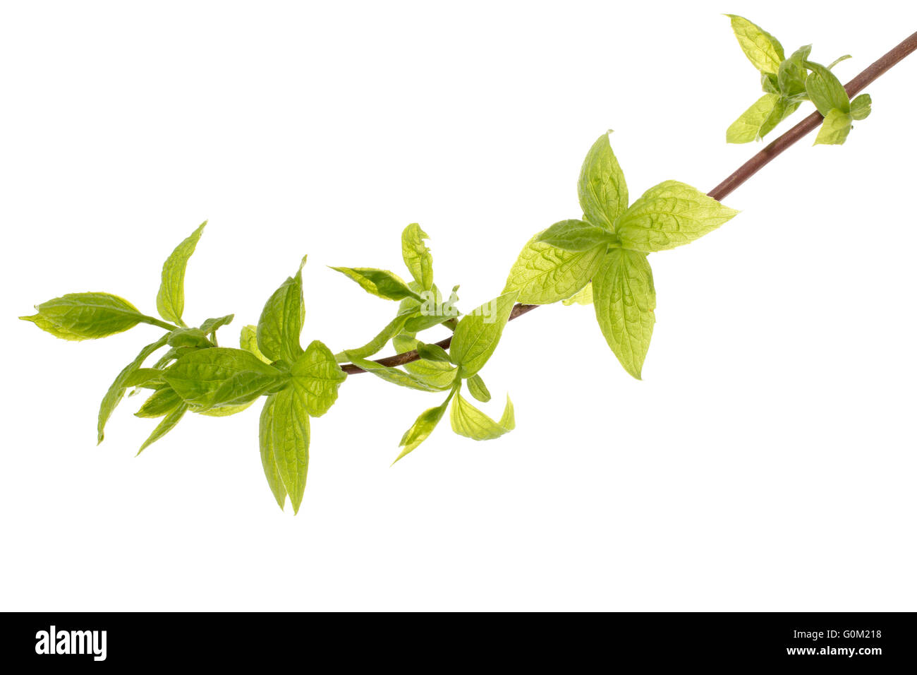 Branch of tree with young leaves, isolated on white background Stock