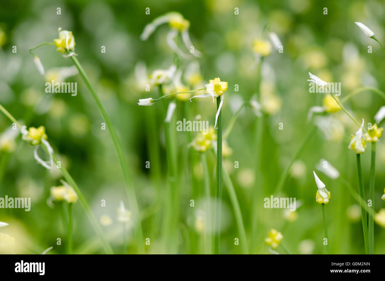 Few-flowered Garlic (Allium paradoxum). Reproductive bulbils and flowers of introduced plant to the UK in the amaryllis family Stock Photo