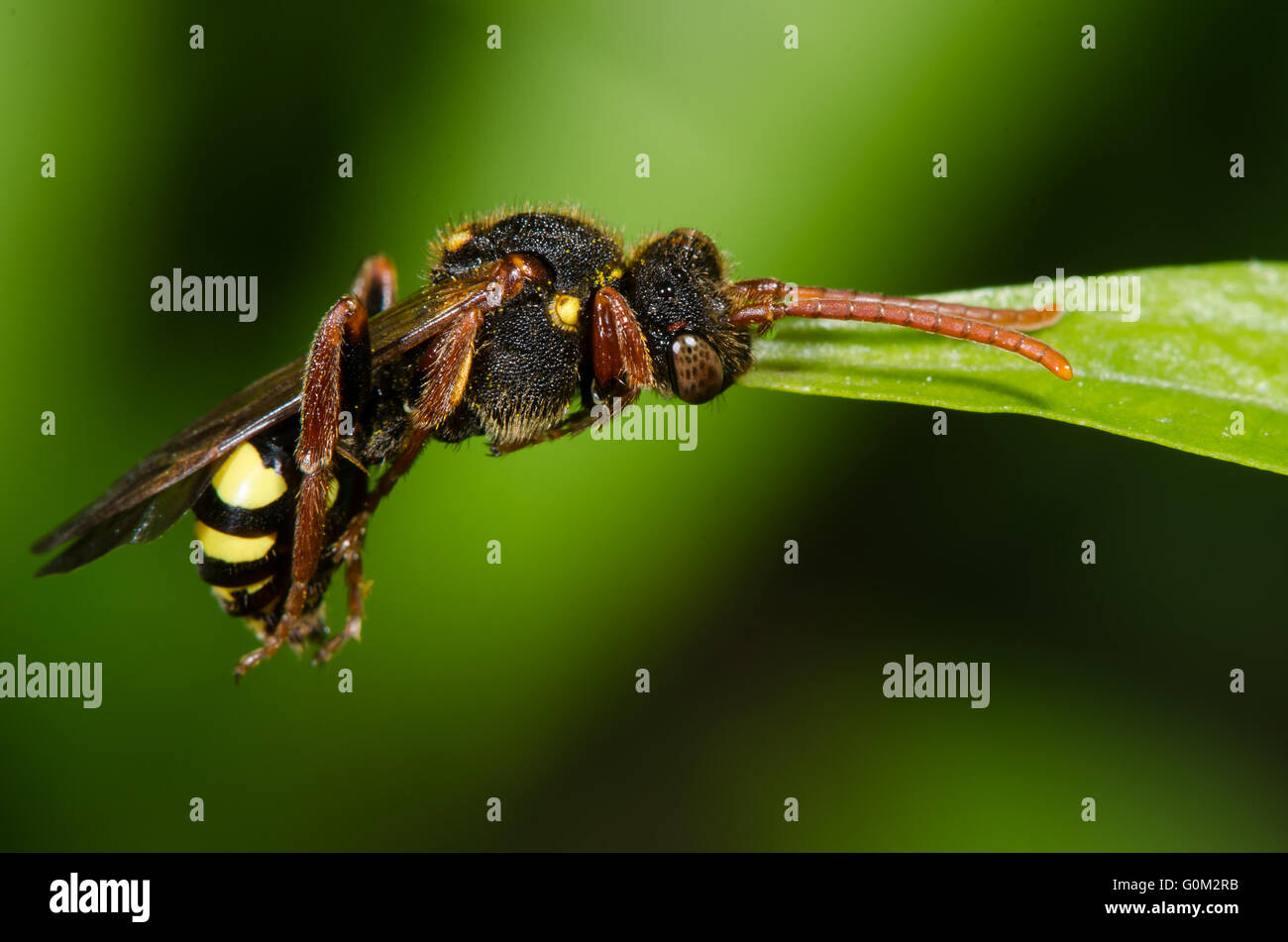 Nomad bee (Nomada sp.) gripping leaf with mandible. Unusual behaviour of wasp-like cleptoparasitic bee. Stock Photo