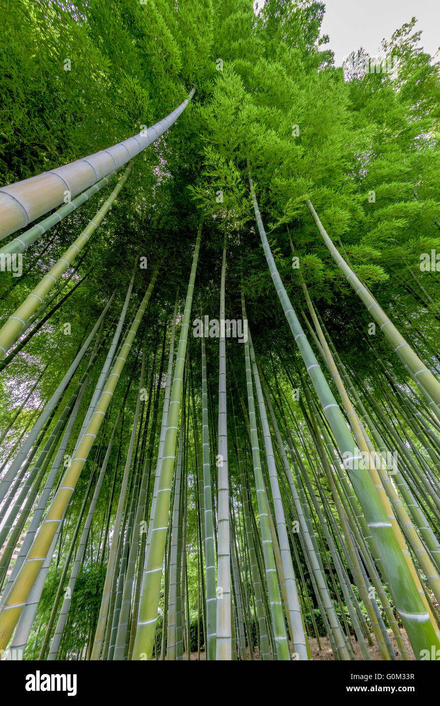 Stand of bamboo hires stock photography and images Alamy