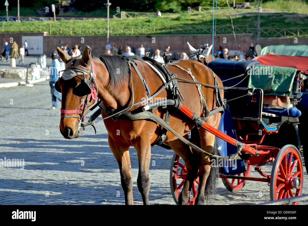 A horse attached to a carriage in Rome Stock Photo Alamy