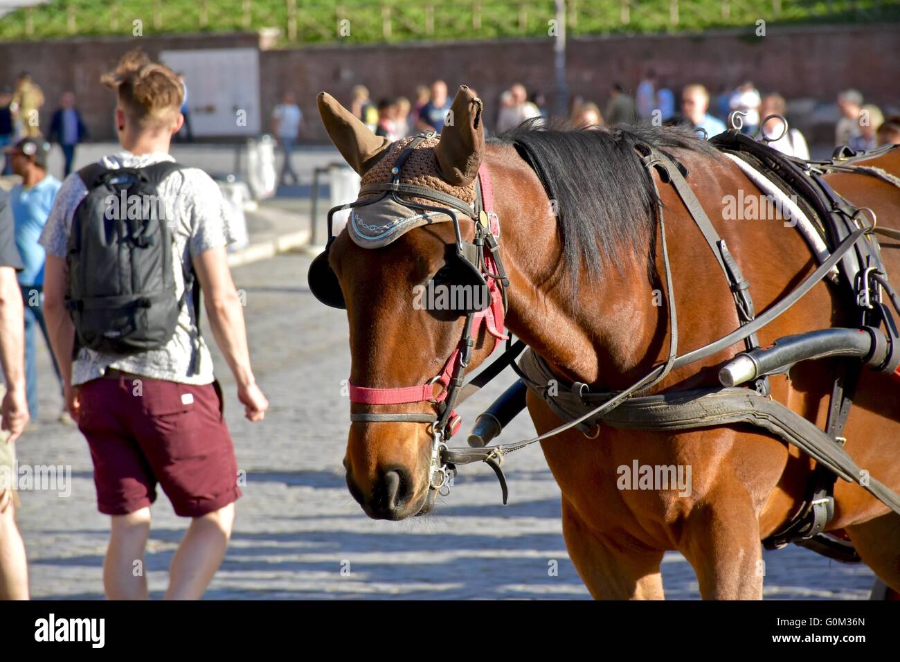 A horse attached to a carriage in Rome Stock Photo Alamy