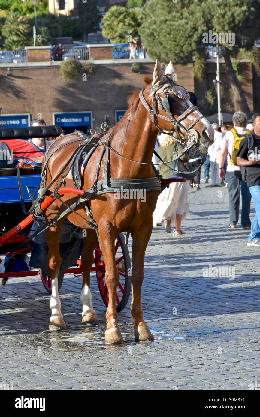 A horse attached to a carriage in Rome Stock Photo Alamy