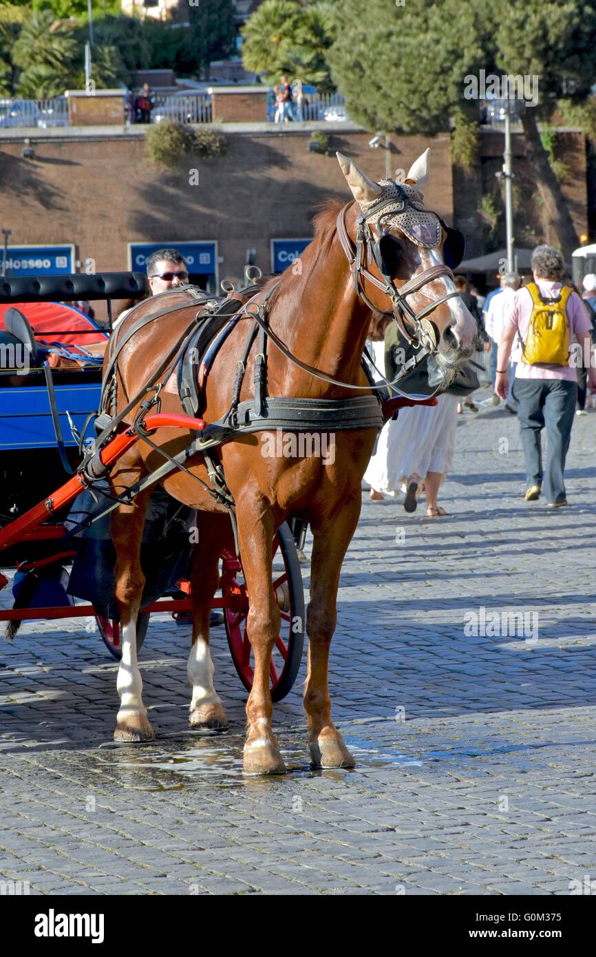 A horse attached to a carriage in Rome Stock Photo Alamy