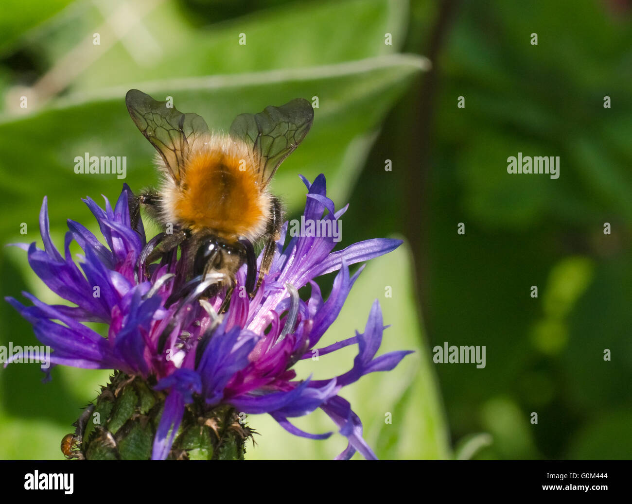 Bumblebee on a cornflower Stock Photo