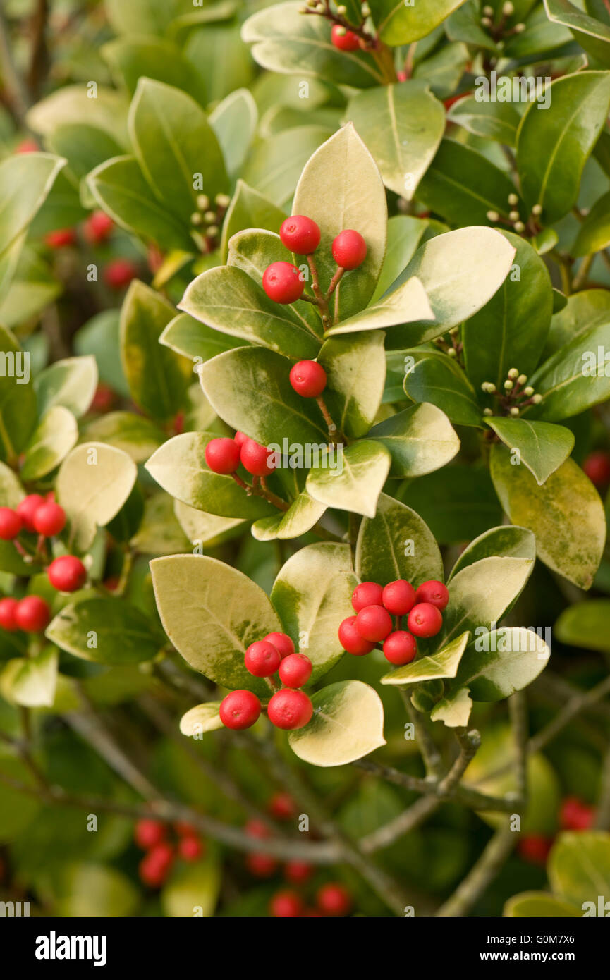 Sun bleached leaves of Skimmia japonica with its bright red berries in late winter, Berkshire, March Stock Photo