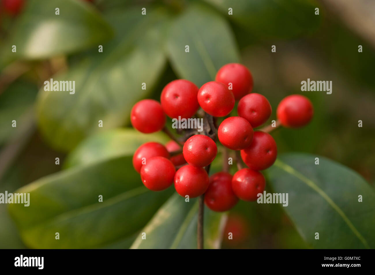 Bright red berries of Skimmia japonica in late winter, Berkshire, March Stock Photo