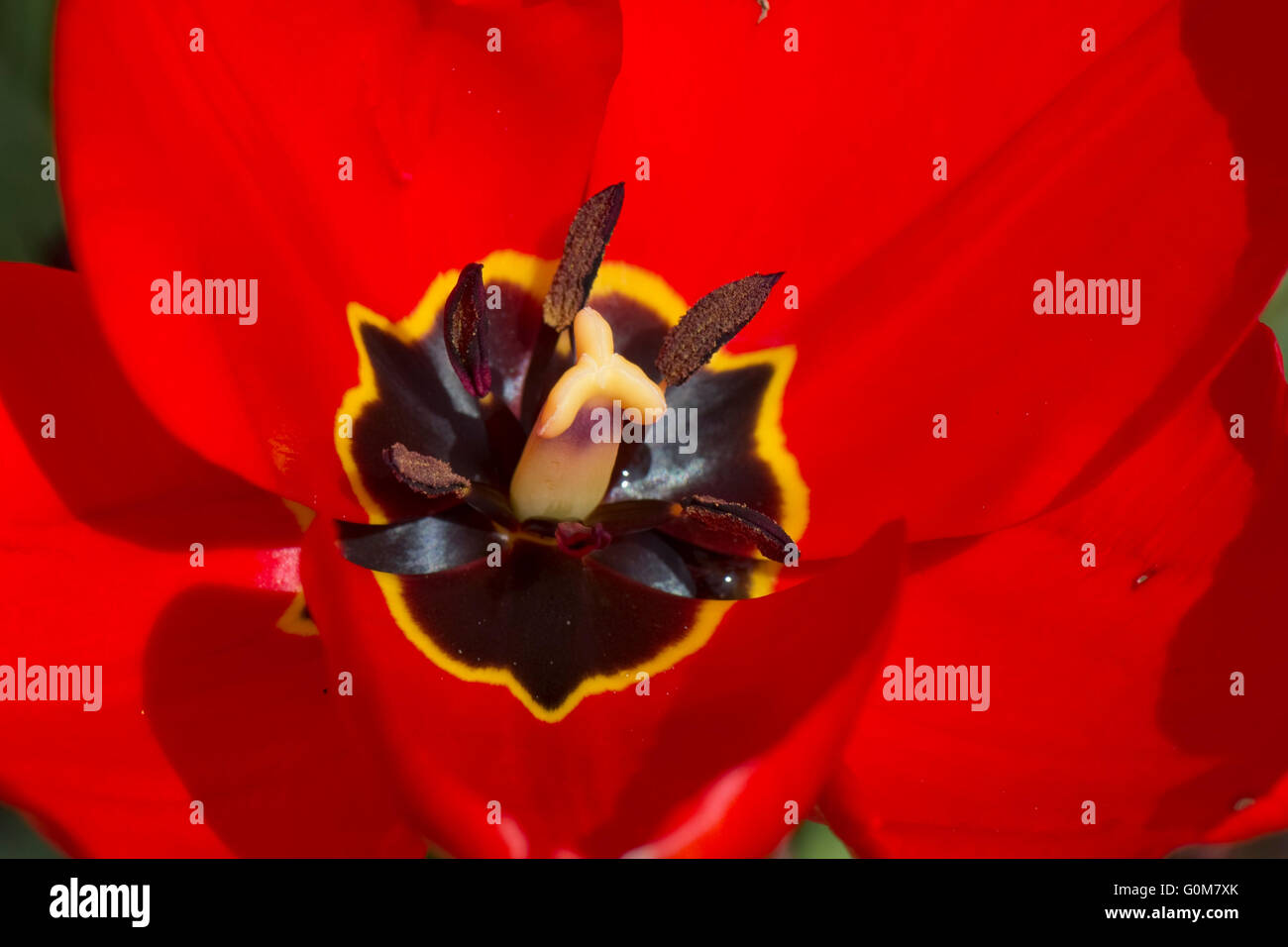 The centre of a red tulip flower showing anthers and style with distinct black and yellow markings Stock Photo