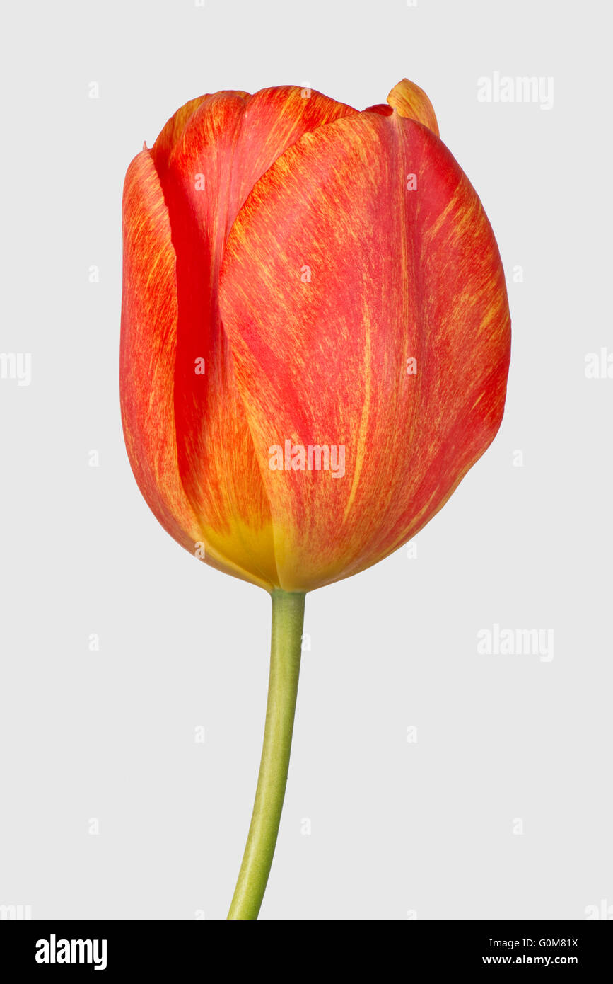 Orange tulip flower with yelow striation markings, April Stock Photo