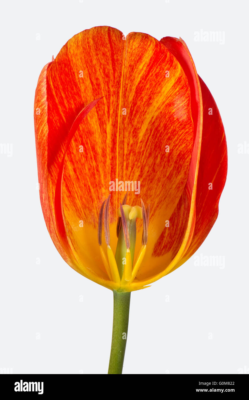 Section cut through orange tulip flower showing mature anthers and style Stock Photo