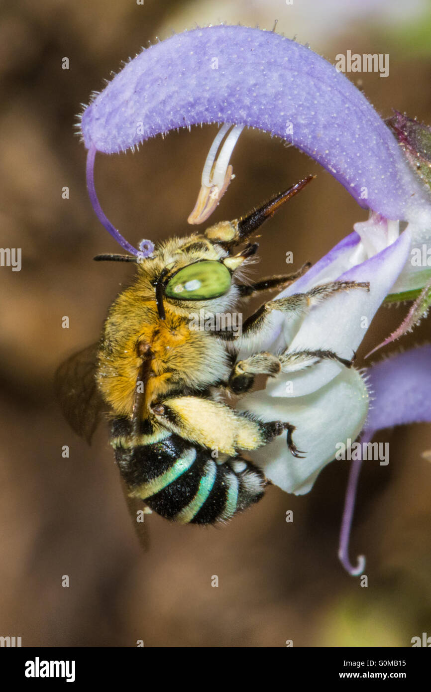 Blue Banded Bee. Stock Photo