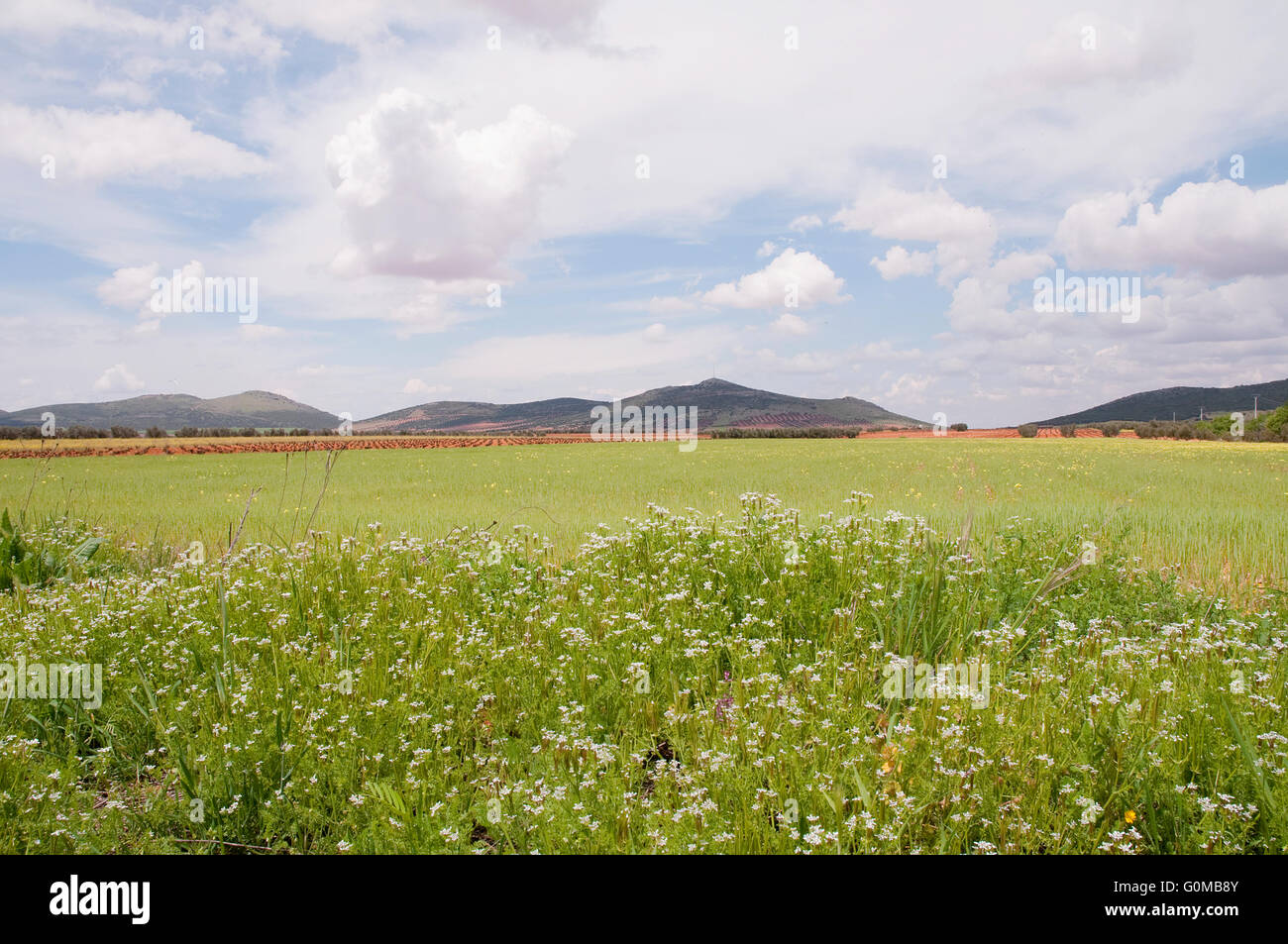 Landscape. Castilla La Mancha, Spain. Stock Photo