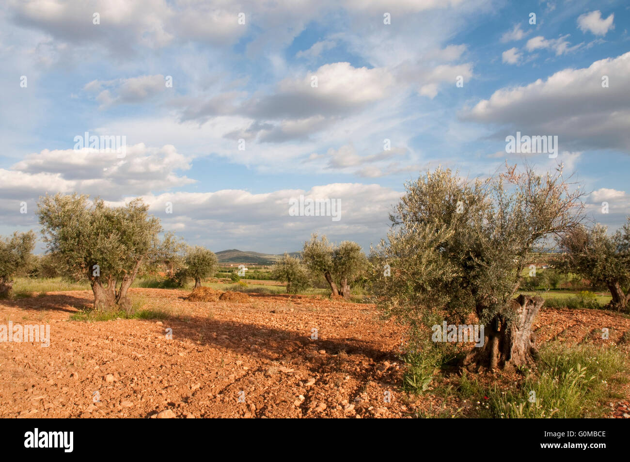 Plantacion campo hi-res stock photography and images - Alamy
