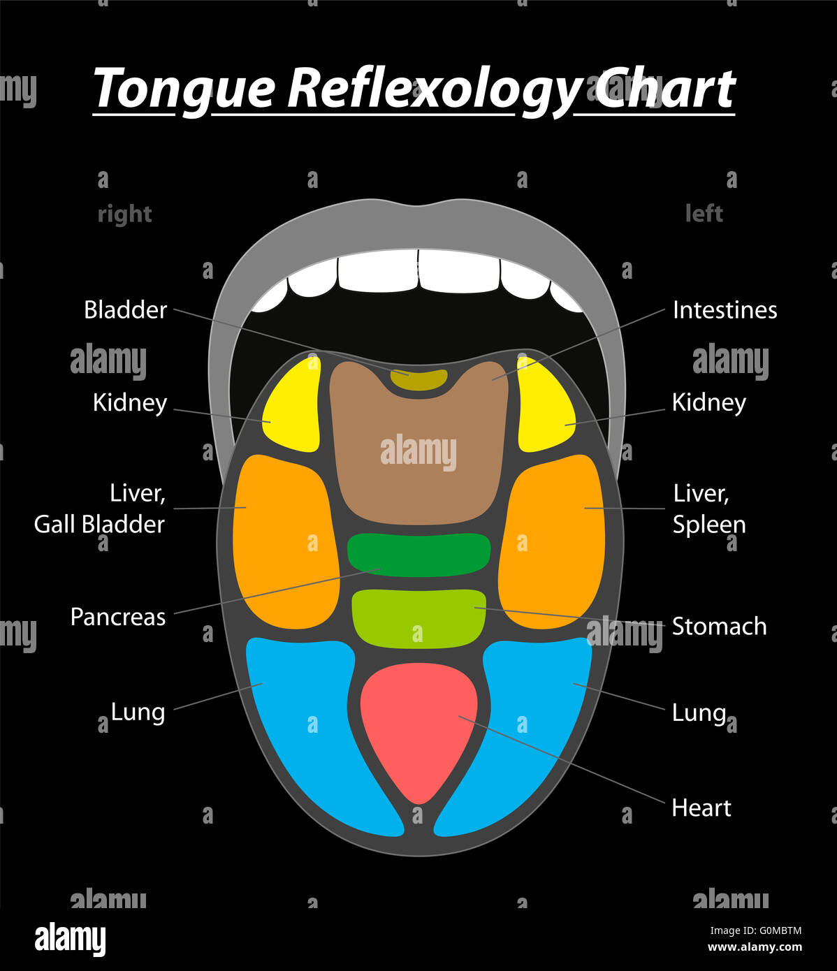 Tongue diagnosis reflexology chart with areas of corresponding internal organs. Illustration on black background. Stock Photo