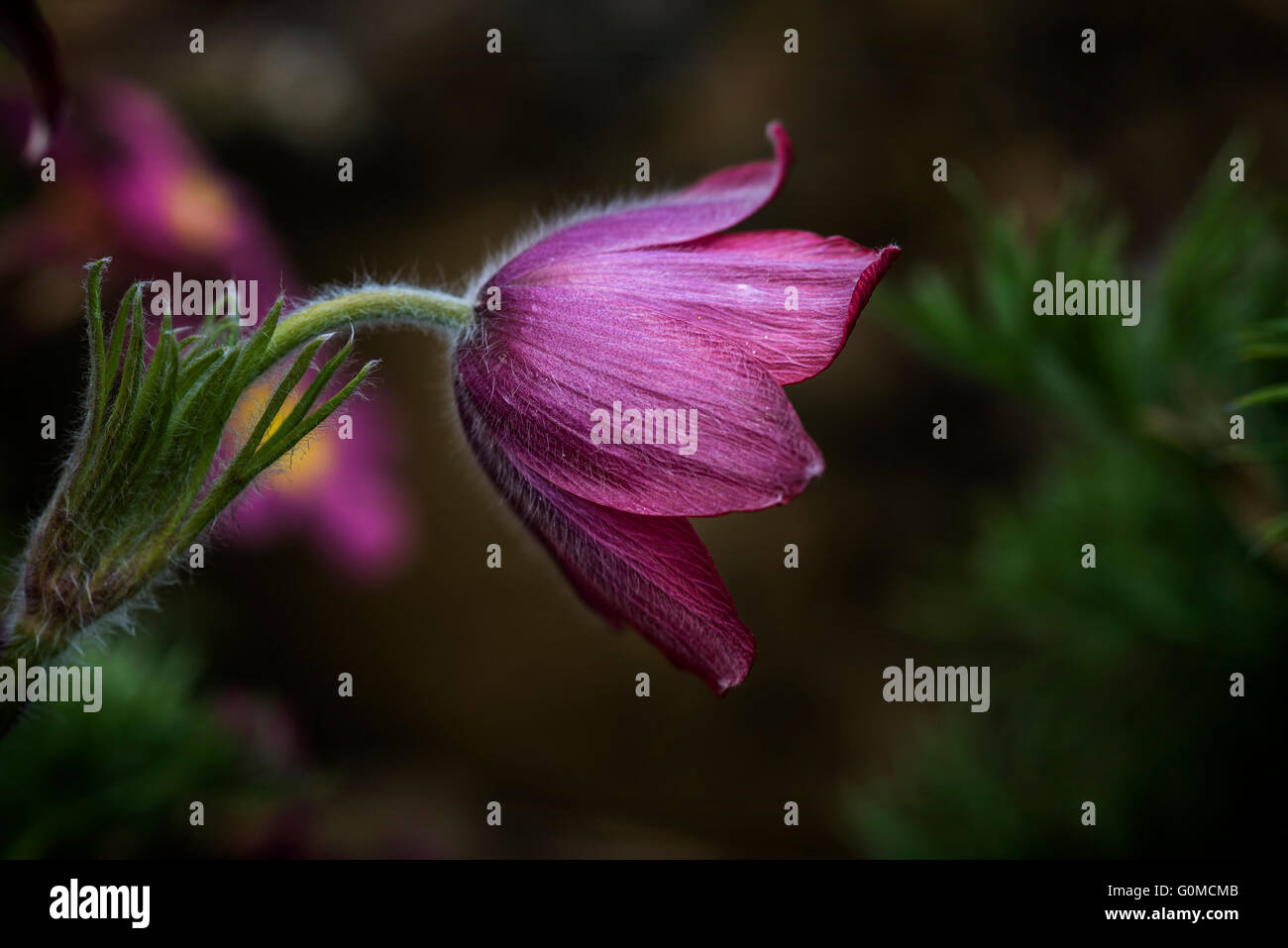 Beautiful macro image of Pulsatilla Vulgaris flower in bloom Stock Photo