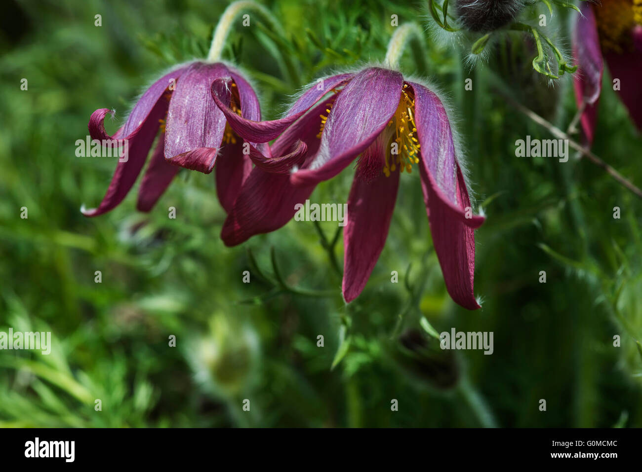 Beautiful macro image of Pulsatilla Vulgaris flower in bloom Stock Photo