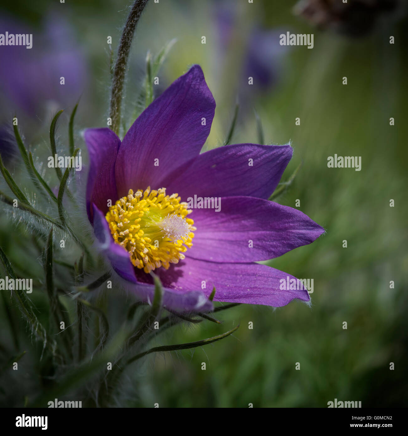 Beautiful macro image of Pulsatilla Vulgaris flower in bloom Stock Photo