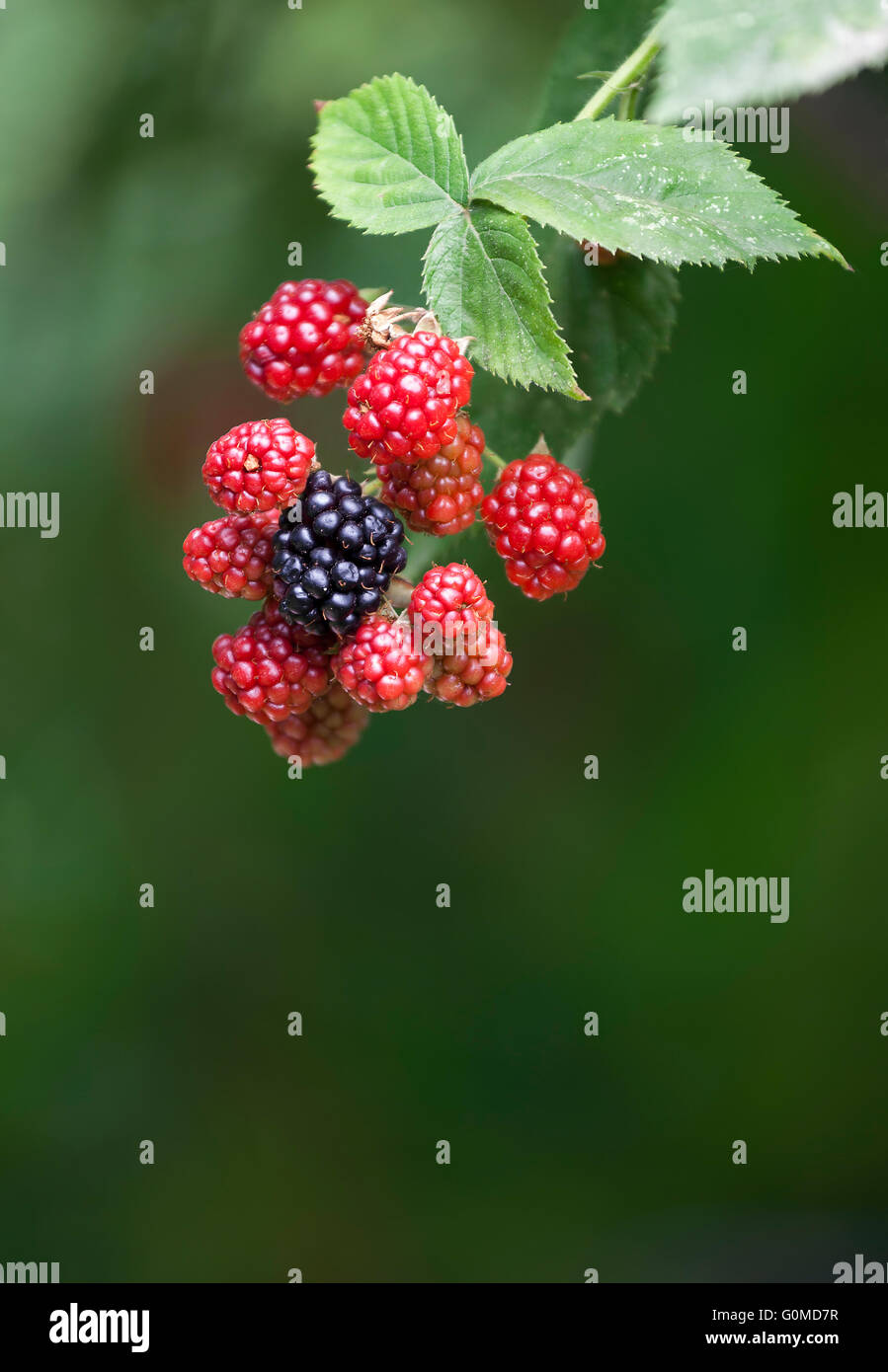 Blackberry bush in the garden Stock Photo