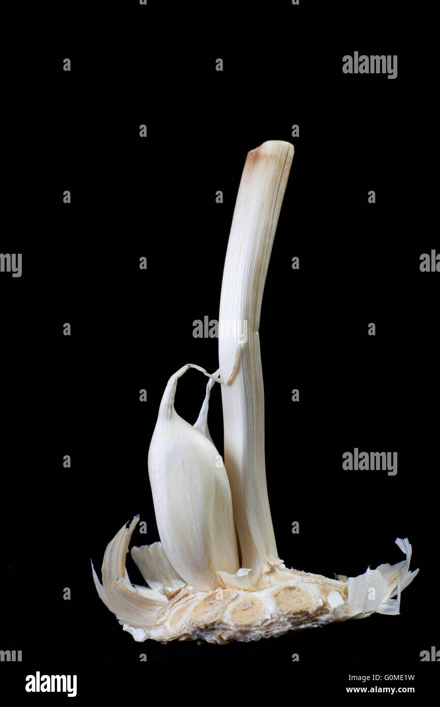 Closeup of garlic bulb on black background Stock Photo - Alamy