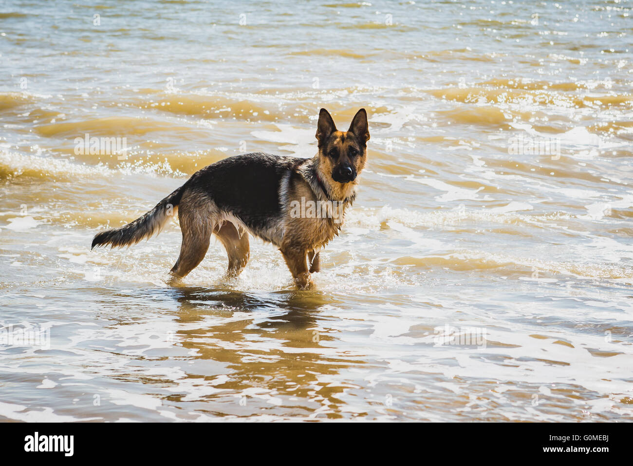 Alsatian German Shepherd Dog Playing in the sea at Aldeburgh beach on the Suffolk coast Stock Photo