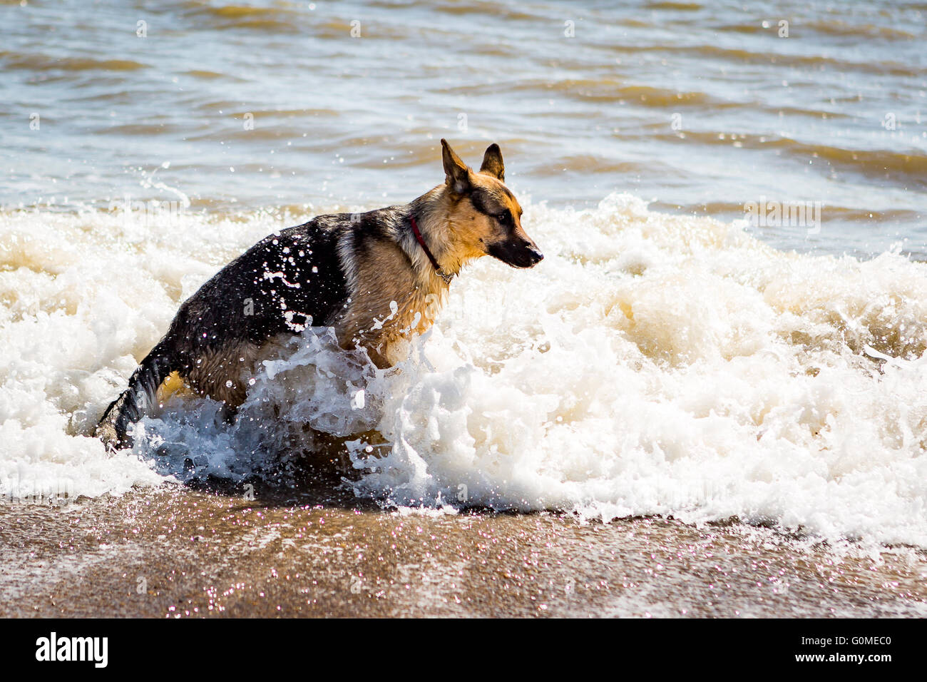 Alsatian German Shepherd Dog Playing in the sea at Aldeburgh beach on the Suffolk coast Stock Photo