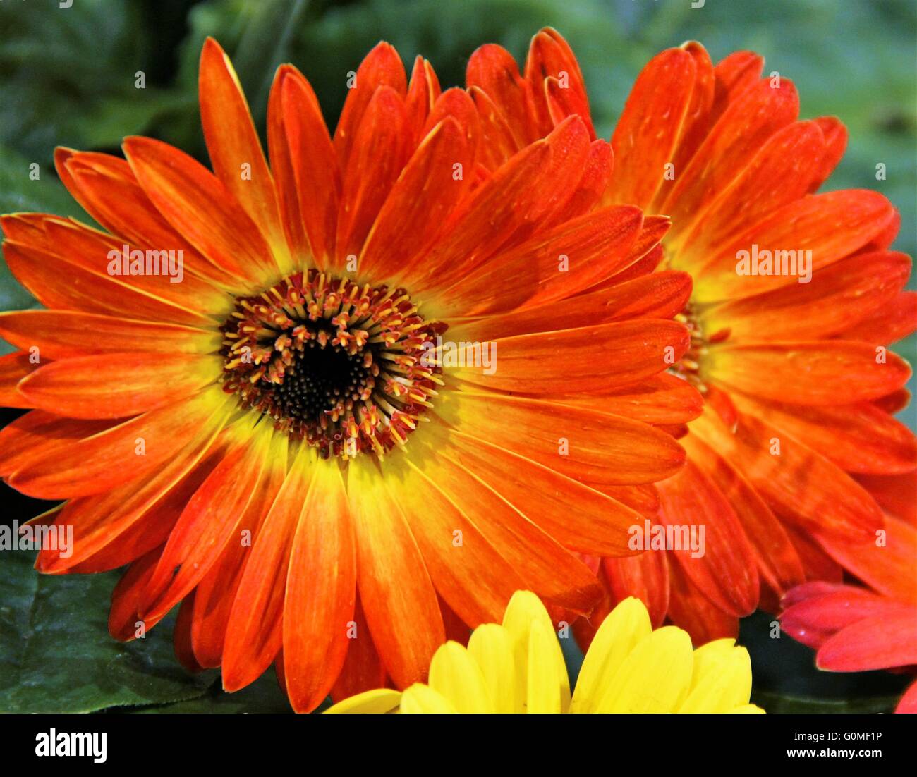 Bunch of yellow and orange flowers hi-res stock photography and images ...