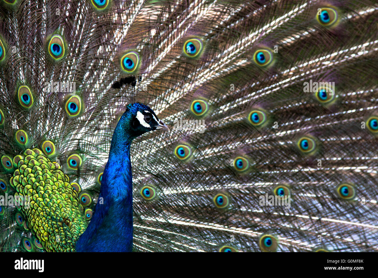 Peacock and its feathers, Tivoli Gardens, Copenhagen Stock Photo