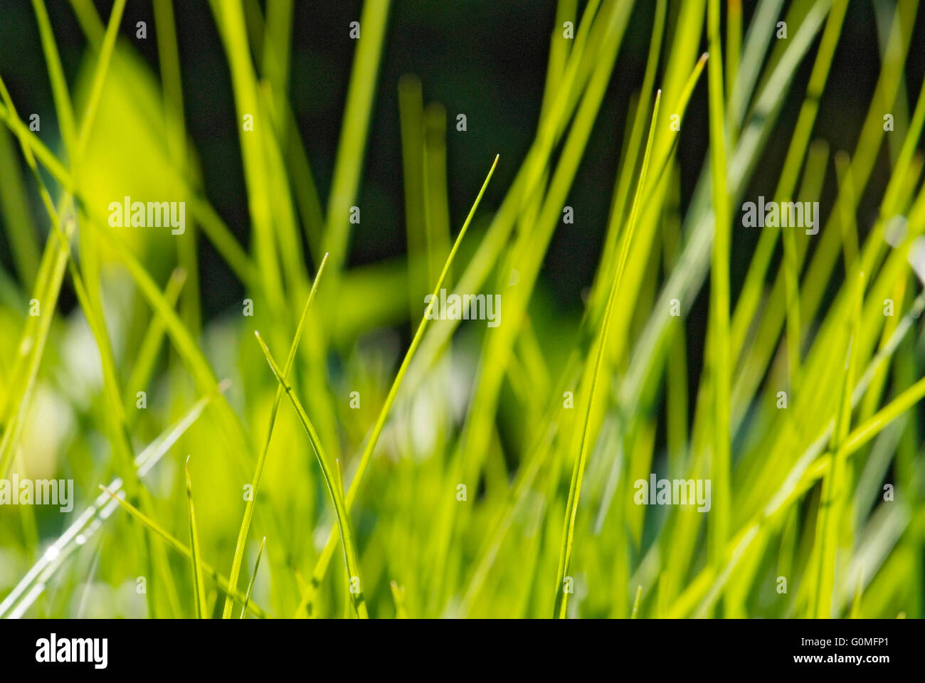 close up young leaves of grass Stock Photo