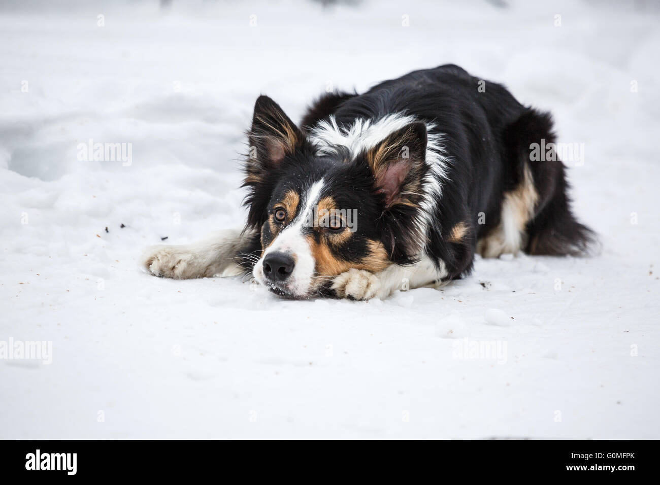 how cold can border collies handle