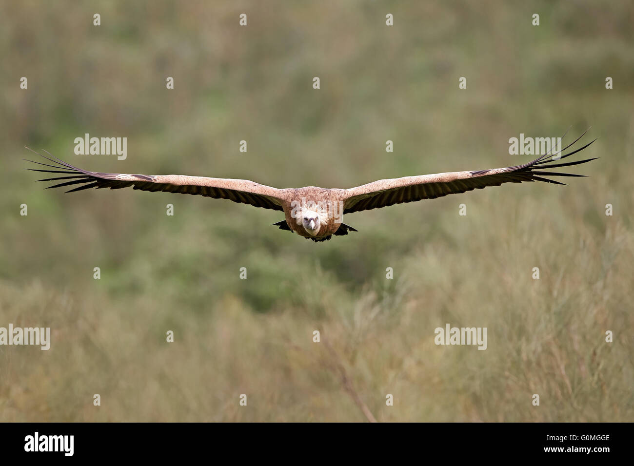 Griffon vulture in flight with vegetation in the background Stock Photo