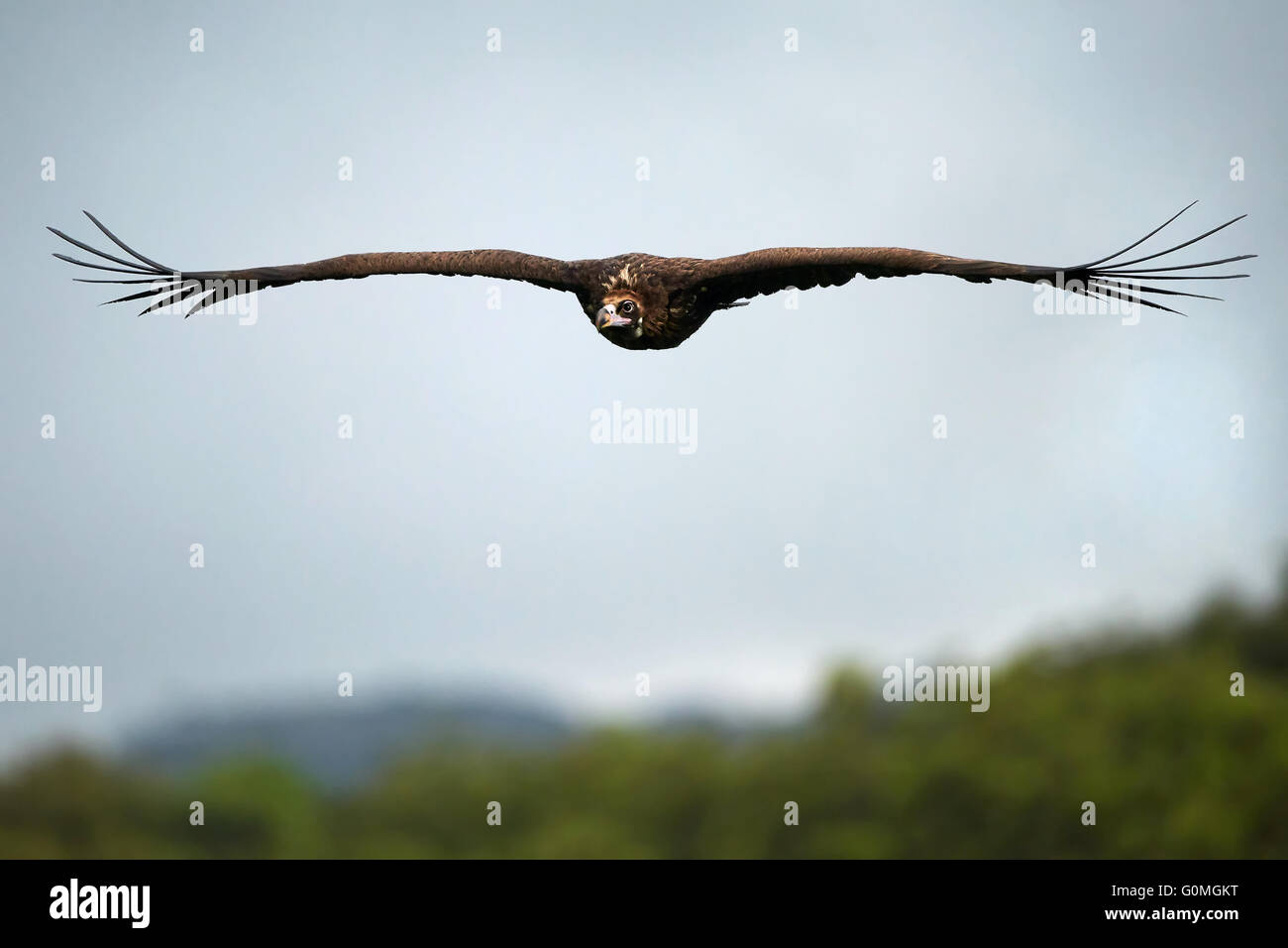 Black vulture in flight over its natural habitat Stock Photo