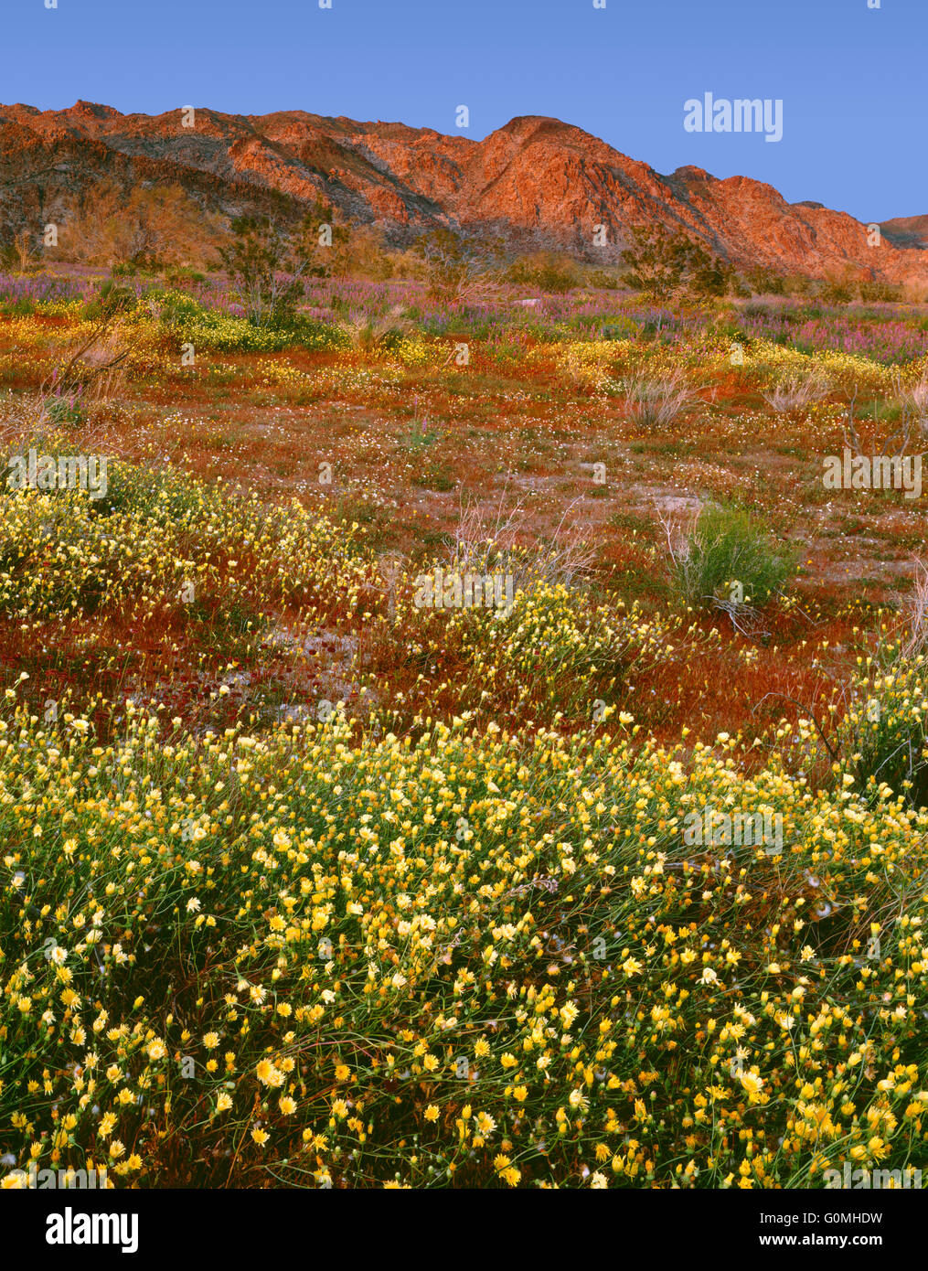 USA, California, Joshua Tree National Park, Sunset on bloom of desert dandelion and Arizona lupine beneath the Cottonwood Mtns. Stock Photo