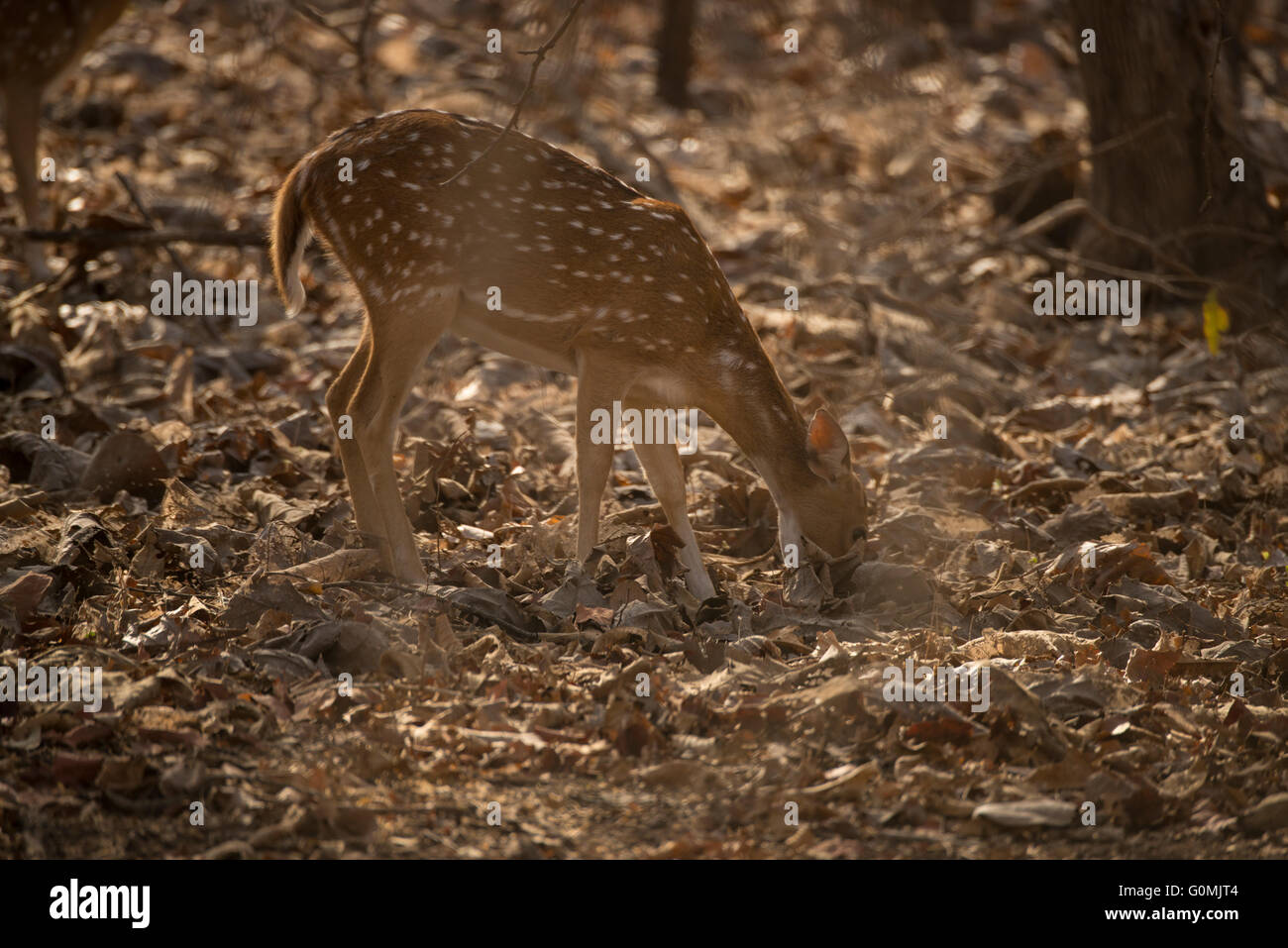 A Chital, Spotted Deer (Axis axis) in Sasan Gir, Gujarat, India