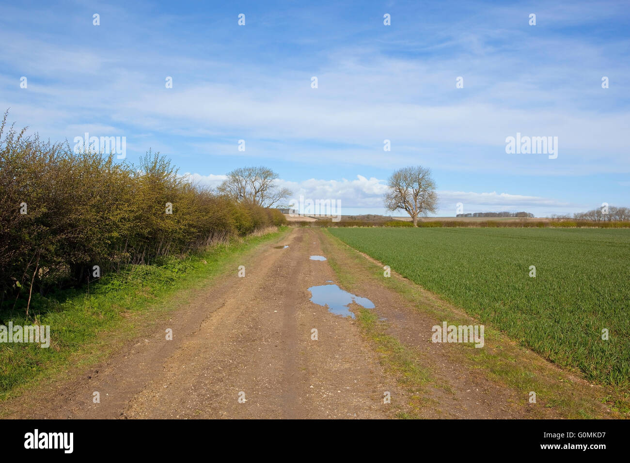 a muddy farm track in the Yorkshire wolds with wheat field and ash trees under a blue cloudy sky in springtime Stock Photo