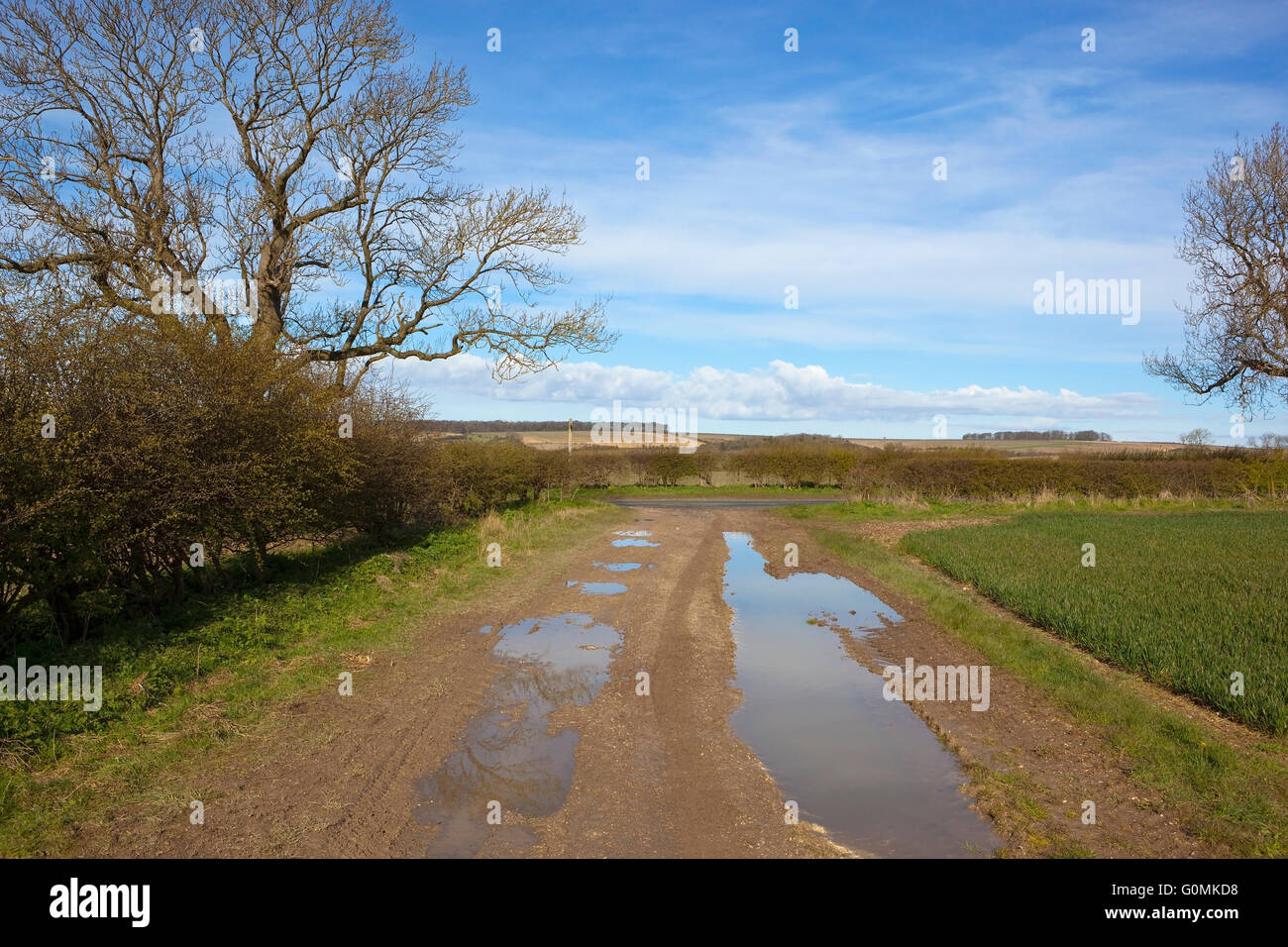 hawthorn hedgerows and ash trees by a muddy farm track with puddles under a cloudy blue sky in springtime Stock Photo