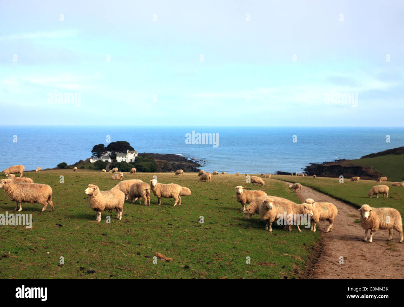 Sheep near Colona beach, Chapel Point, Portmellon, Cornwall. Stock Photo