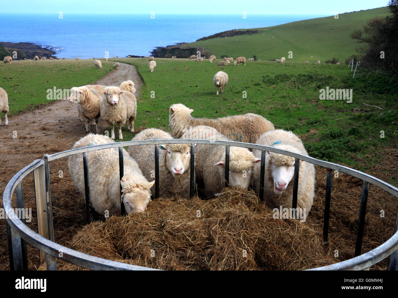 Sheep feeding on silage near Colona beach, Chapel Point, Portmellon, Cornwall. Stock Photo