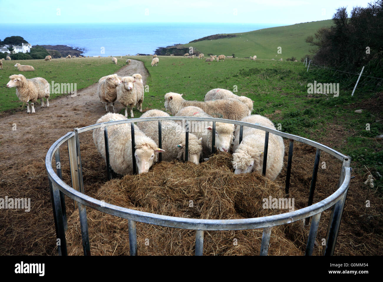 Sheep feeding on hay near Colona beach, Chapel Point, Portmellon, Cornwall. Stock Photo