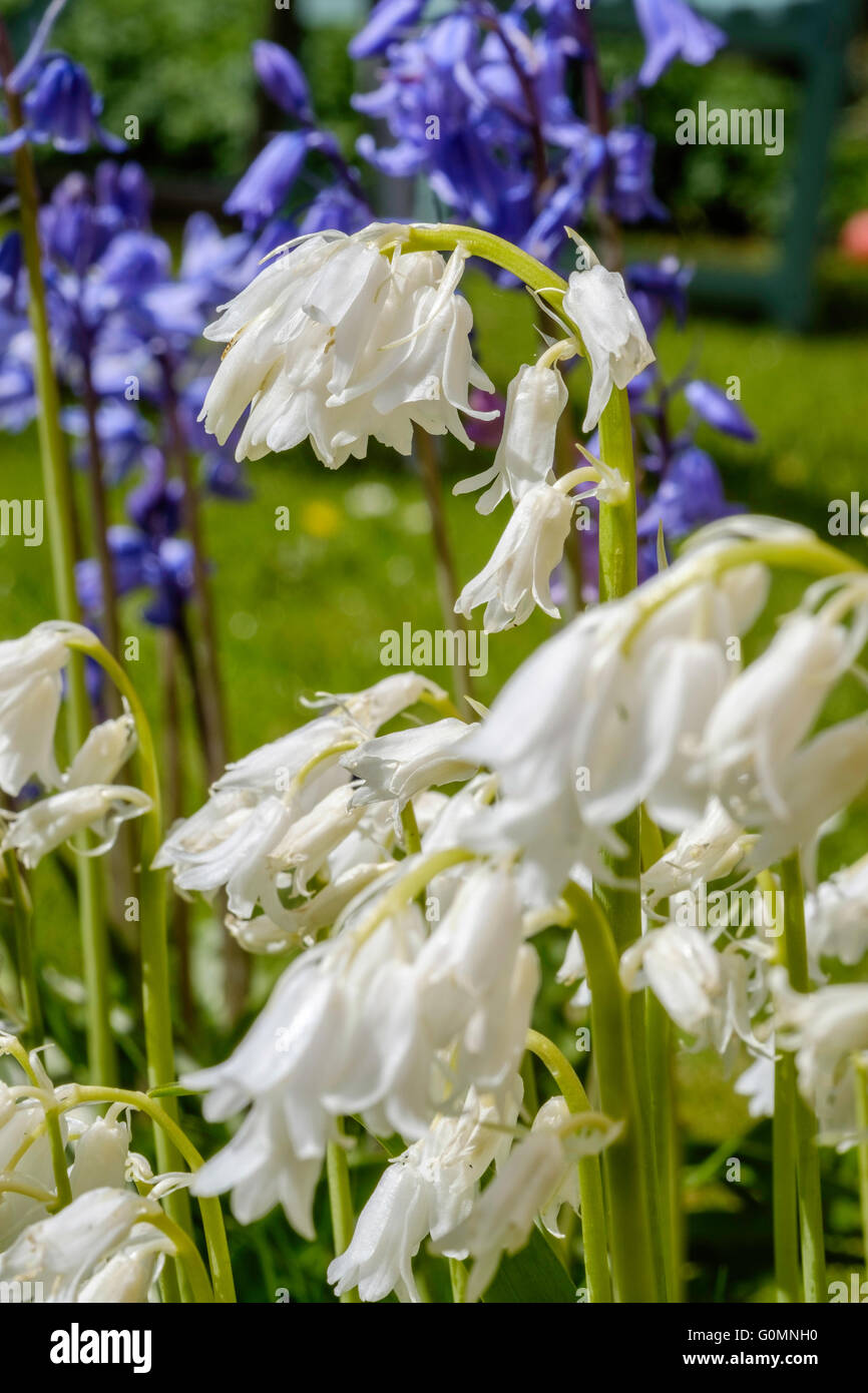 White bluebells "white bells" and blue Spanish bluebells growing