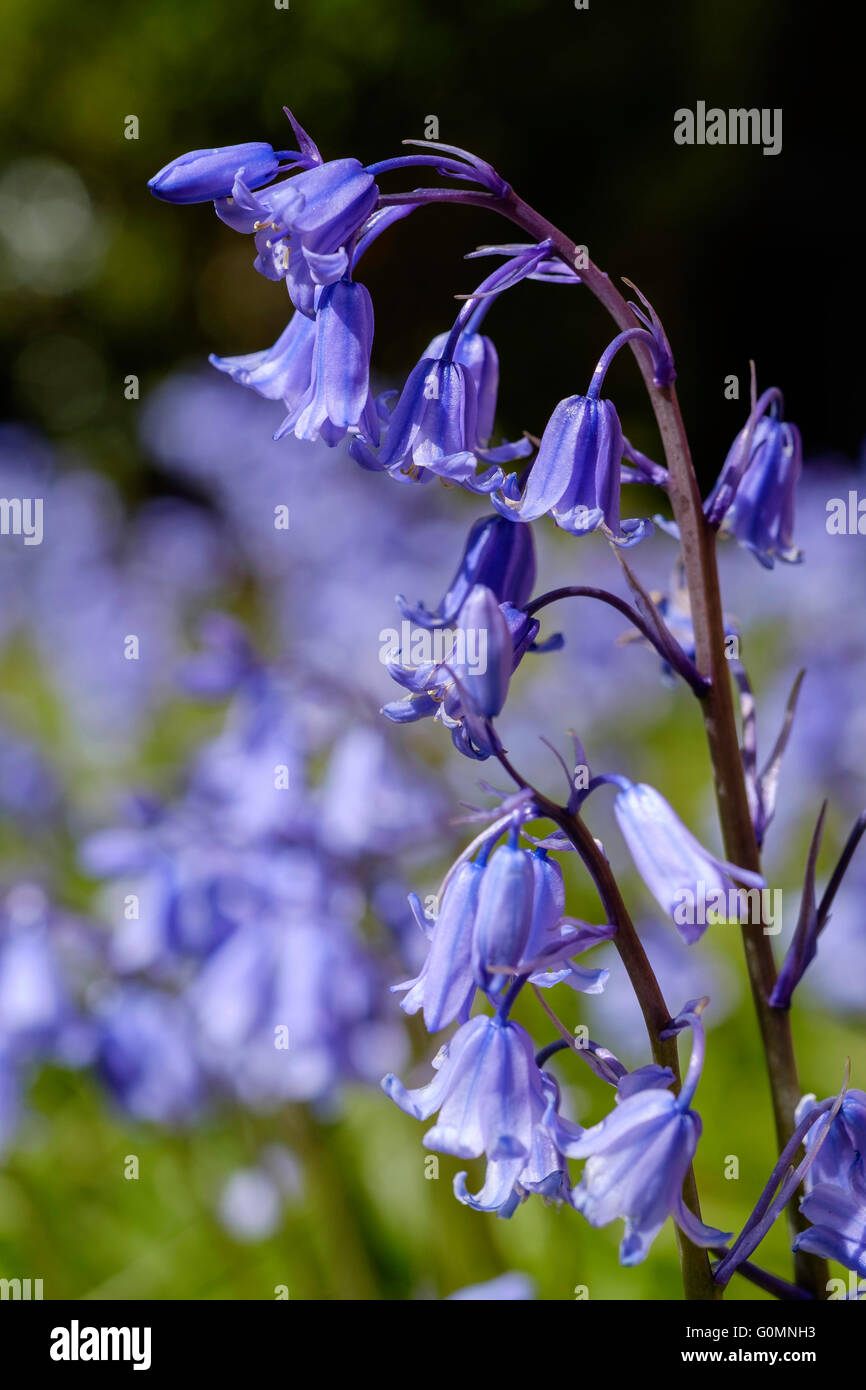 English bluebells 'Hyacinthoides non-scripta' growing in Forest of Dean near Blakeney Gloucestershire England UK in spring. Stock Photo