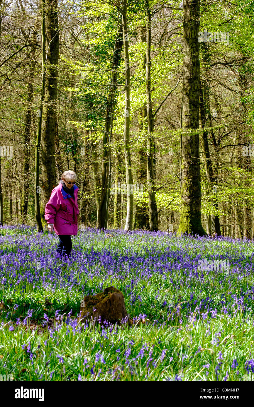 Woman walker in pink anorak walking through Forest of Dean Gloucestershire England . Springtime, dappled light through trees. Stock Photo
