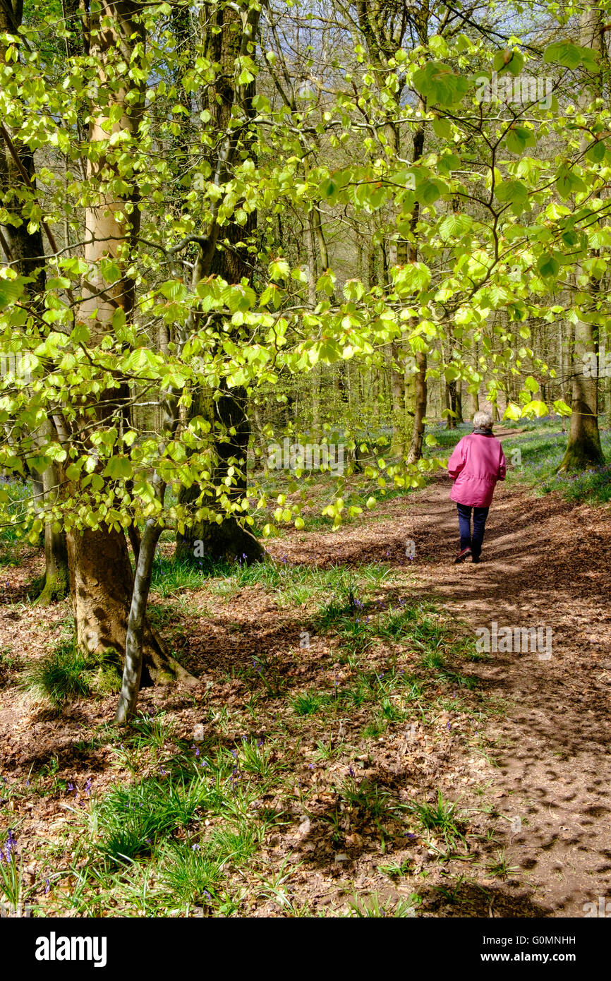 Woman walker in pink anorak walking through Forest of Dean Gloucestershire England. Springtime, dappled light through trees. Stock Photo