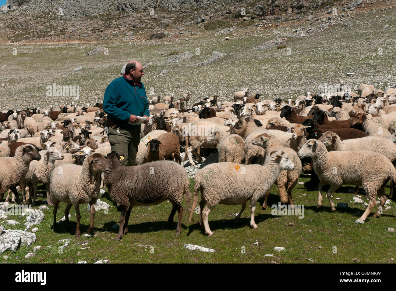 Sheep of the breed Lojeña, Loja mountains, Granada province, Region of Andalusia, Spain, Europe Stock Photo