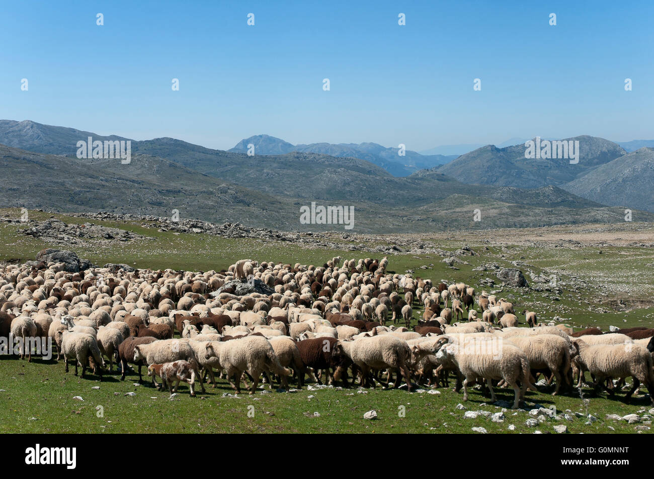 Sheep of the breed Lojeña, Loja mountains, Granada province, Region of Andalusia, Spain, Europe Stock Photo