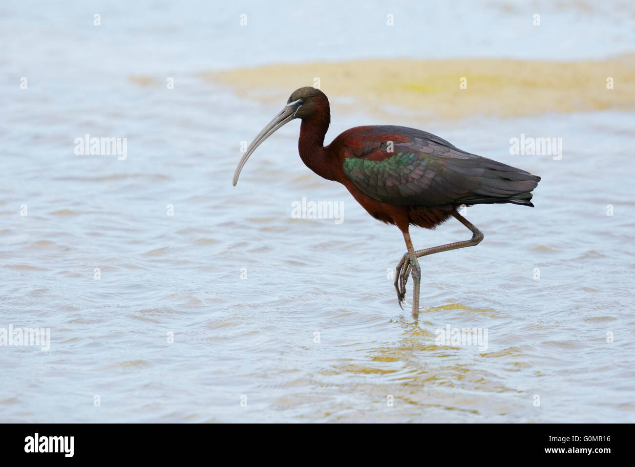 The glossy ibis (Plegadis falcinellus) Stock Photo